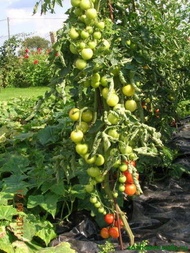 Ленивый способ выращивания помидоров