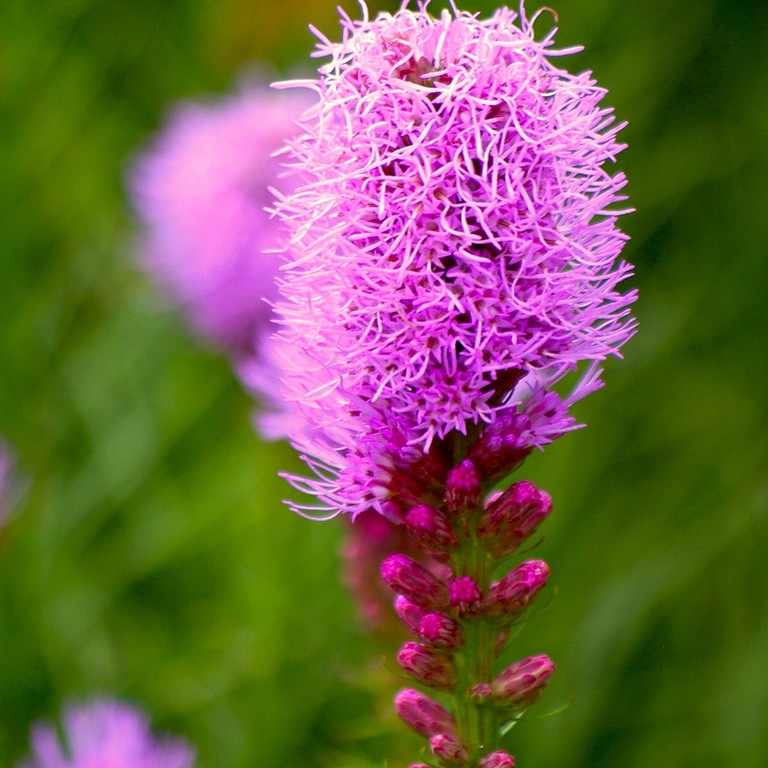 Лиатрис колосковый Liatris spicata