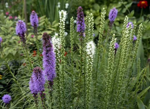 Лиатрис колосковый (Liatris spicata)