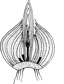 Луковица тюльпана