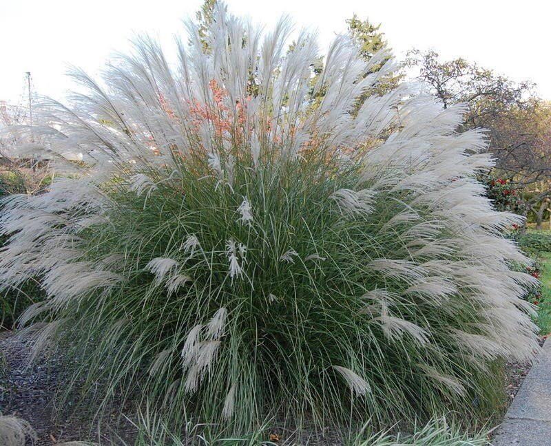 Мискантус sinensis Yaku jima