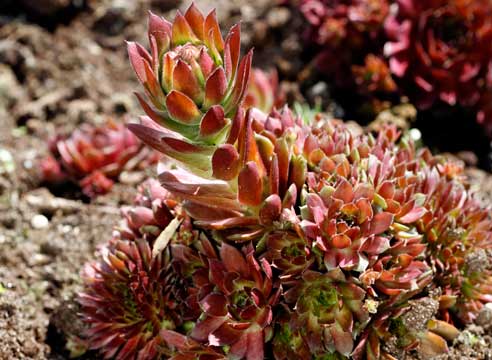 Молодило гибридное (Sempervivum hybridum)