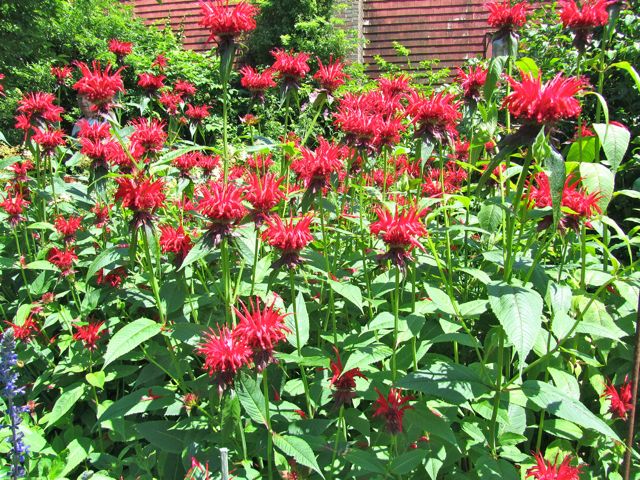 Monarda didyma