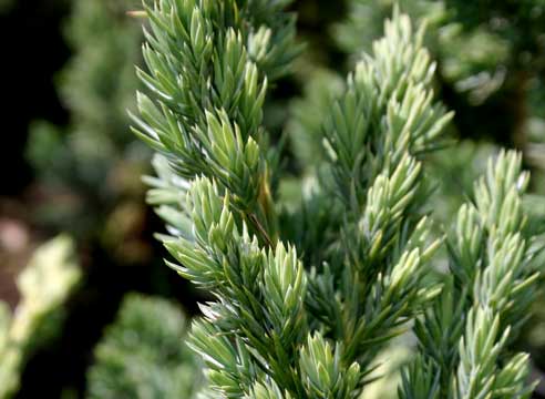 Можжевельник чешуйчатый (Juniperus squamata)