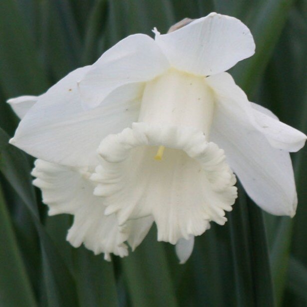 Narcissus Mount Hood