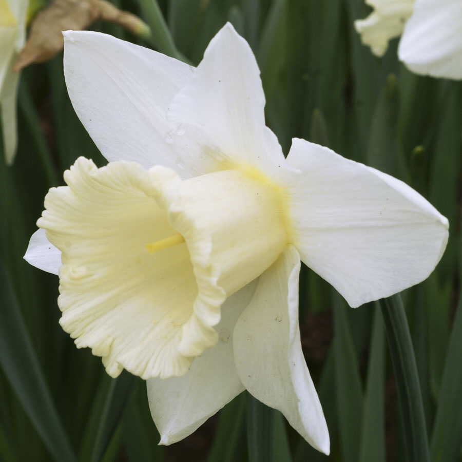 Narcissus Mount Hood