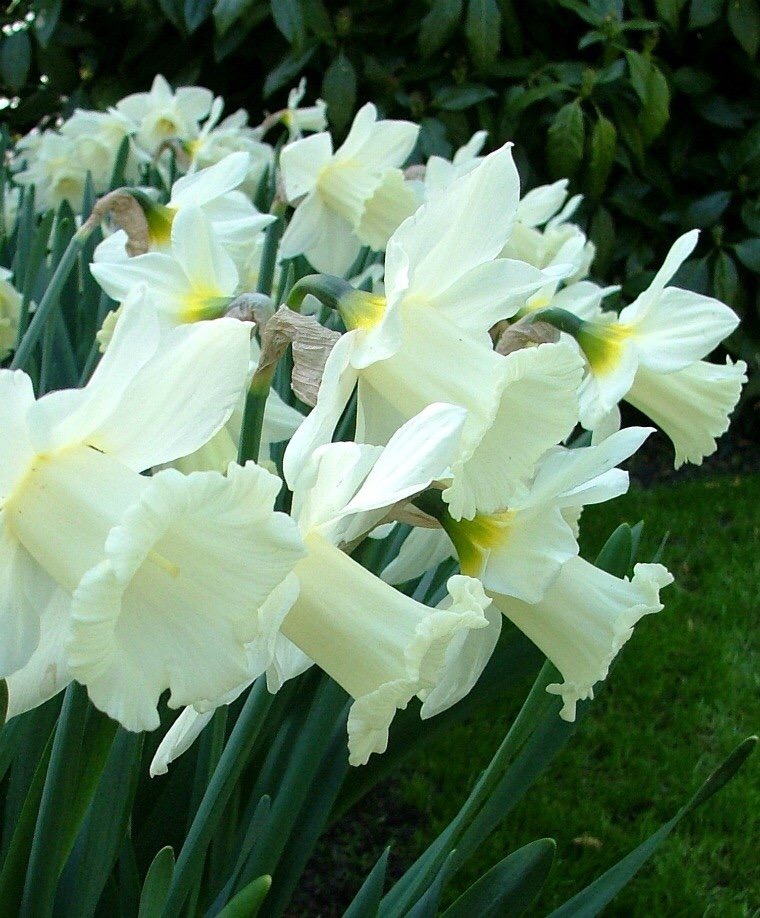 Narcissus Mount Hood