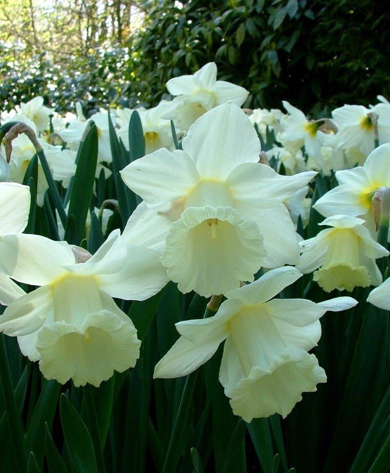 Narcissus Mount Hood