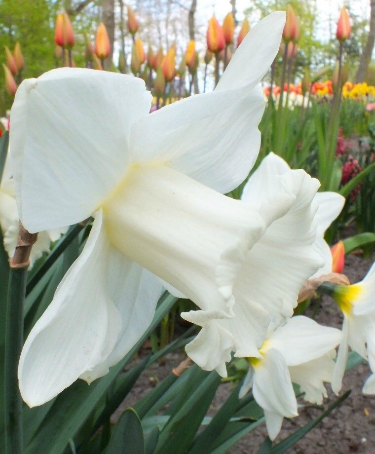 Narcissus Mount Hood