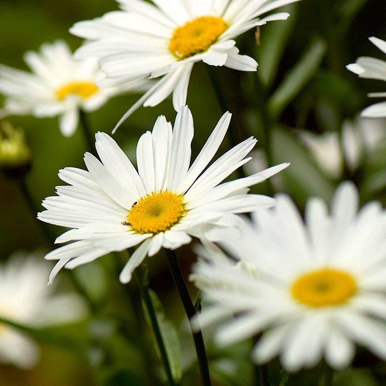 Нивяник Leucanthemum maximum