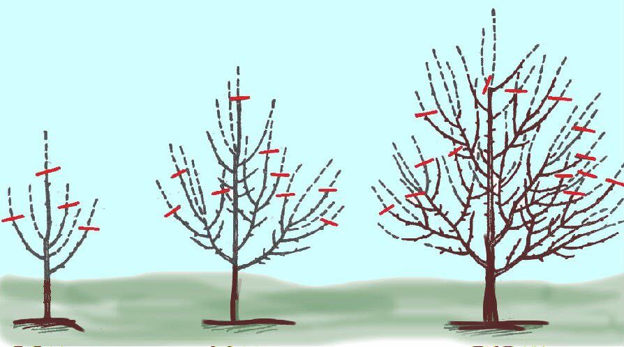 Обрезка и формирование кроны яблони