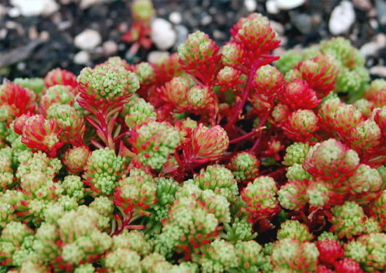 Очиток лидийский Sedum lydium