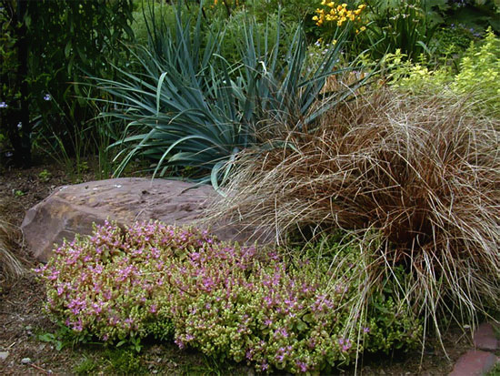 Очиток побегоносный Sedum stoloniferum