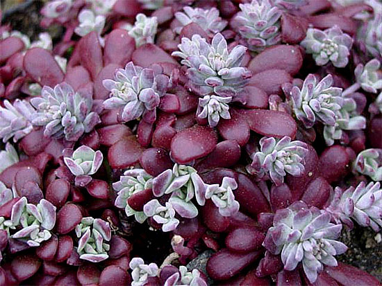 Очиток пурпурный Sedum purpureum