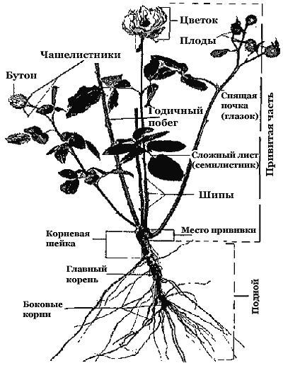 ОКУЛИРОВКА РОЗ