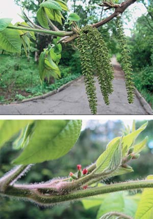 Орех ланкастерский цветение