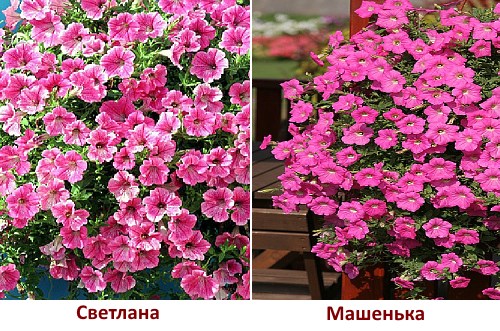 Петуния ампельная Светлана и Машенька