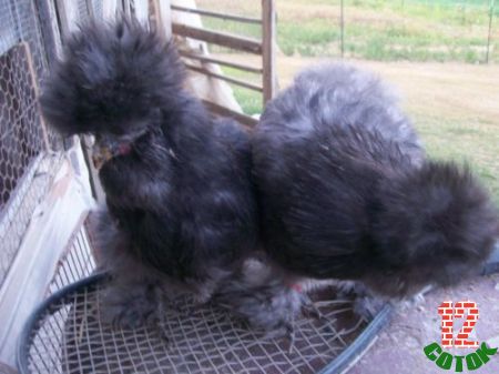 Black-BANTAM-SILKIE