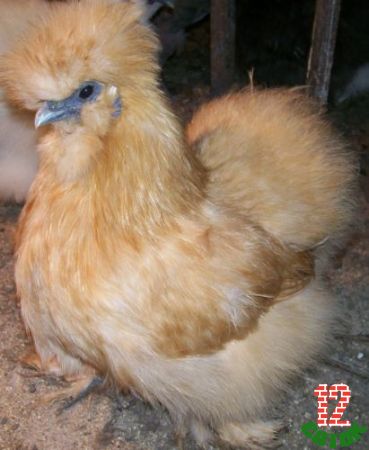 Buff--BANTAM-SILKIE