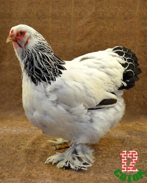 Brahma hen