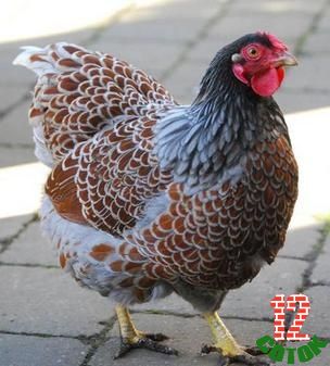 Blue laced wyandotte