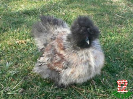 Silver-Silkie