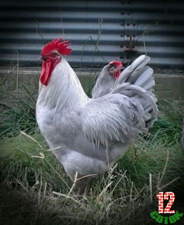 Lavender-Australorp-Rooster