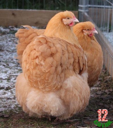 Buff Orpington Hens