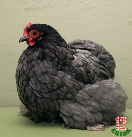 Bantam blue cochin hen