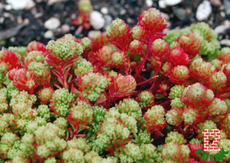 Очиток лидийский Sedum lydium