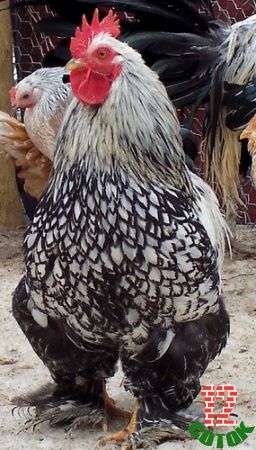 Silver Laced Cochin Bantam