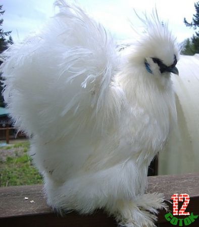 white silkie Hen