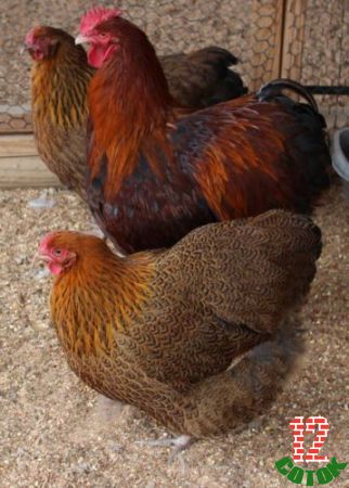 English-Partridge-Orpington