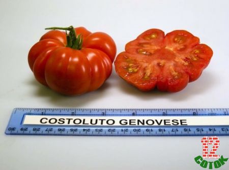 Томат Бифштекс Дженовезе Costoluto Genovese 2