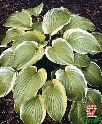 Hosta plantaginea 'Ming Treasure'