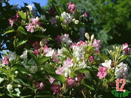 Вейгела Weigela coraeensis 3