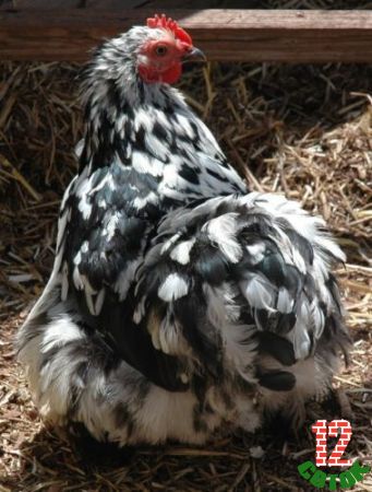 Bantam Cochin