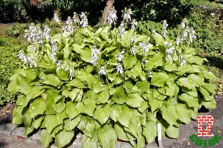 Hosta plantaginea