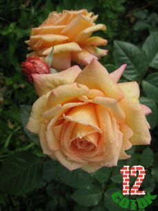 Изображение 014