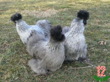 Silver-Silkie1