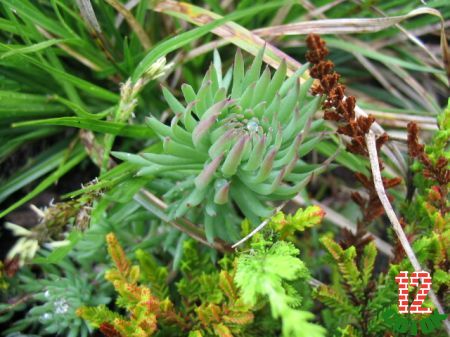 Седум отогнутый Sedum reflexum