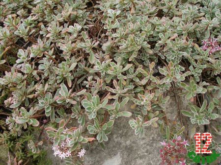 Седум ложный Sedum spurium Tricolor