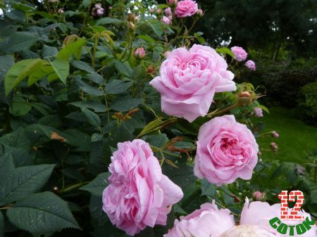 Queen of Denmark rose