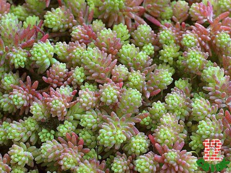 Седум испанский Sedum hispanicum var minus