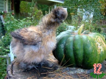 Frizzle-x-Silkie cross