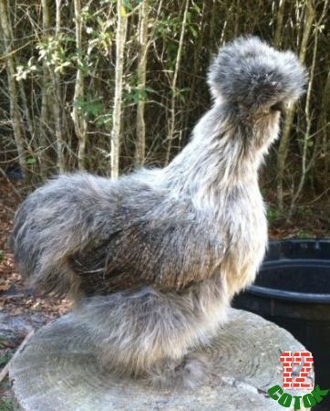 Bearded-Silkie