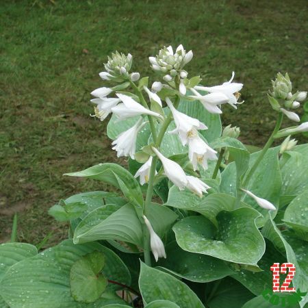 Hosta-Plantaginea-grandiflora