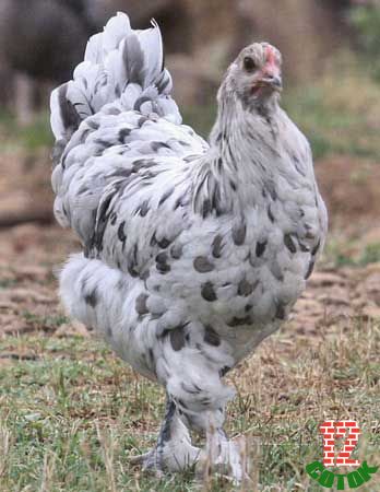 Blue Splash Marans Hen