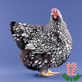 Silver Laced Wyandotte