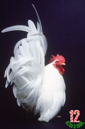 Japanese bantam